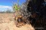 California_Fishhook_Cactus_02