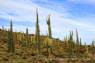 Cirios_und_Elephant_Cactus_01