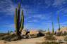 Cirios_und_Elephant_Cactus_02