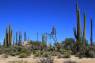 Cirios_und_Elephant_Cactus_03