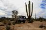 Elephant_Cactus-und_BC_Elephant_Tree_02