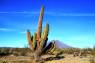 Elephant_Cactus_02