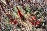 Ford_Barrel_Cactus_01