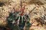Ford_Barrel_Cactus_02