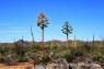 Goldman_Agave_01