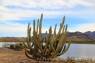 Organ_Pipe_Cactus_03