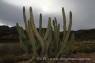Organ_Pipe_Cactus_04