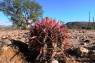 Red_Spine_Barrel_Cactus