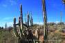 Senita=Old_Man_Cactus_01