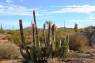Senita=Old_Man_Cactus_03