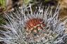 Spitze_junger_Elephant_Cactus