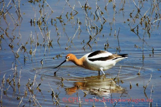 American_Avocet_(Saebelschnaebler)_01