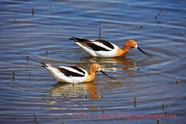 American_Avocet_(Saebelschnaebler)_02