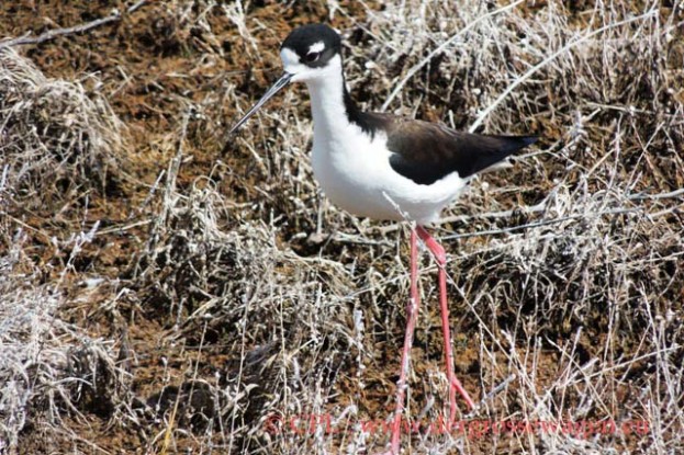 Black-necked_Stilt_(Stelzenlaeufer)_02