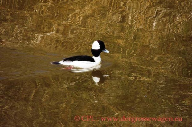 Bufflehead_(Bueffelkopfente)