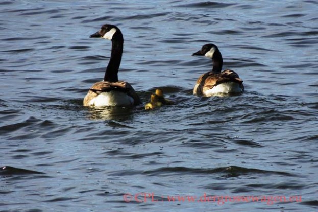 Canada_Geese_(Kanadagaense)_01