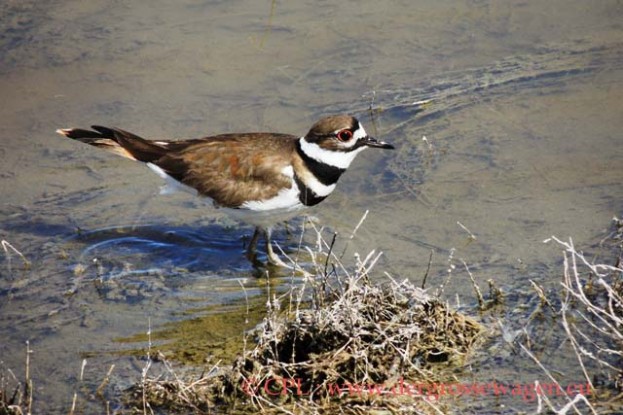 Killdeer_(Keilschwanzregenpfeifer=Schreiregenpfeifer)