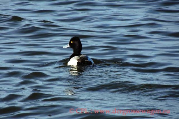 Lesser_Scaup_(Bergente)