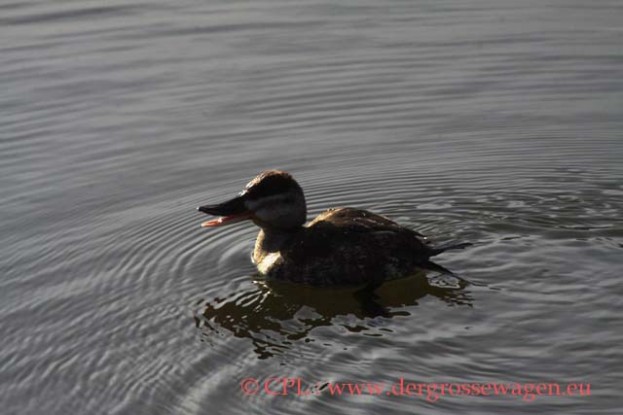 Ruddy_Duck