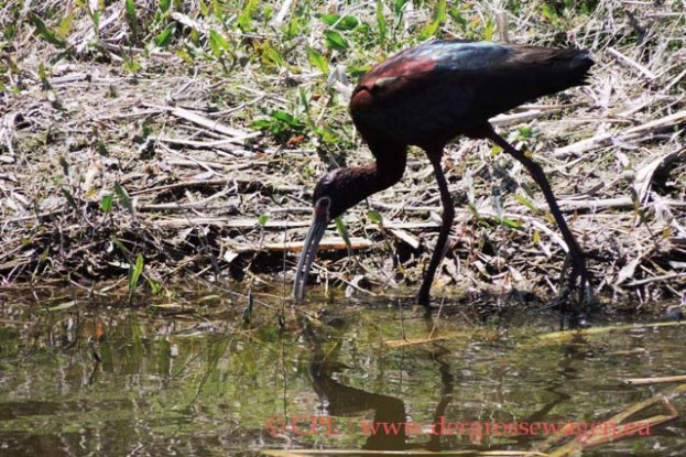 White-faced_Ibis_02