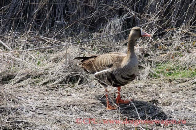 White-fronted_Goose_(Blaessgans)_03