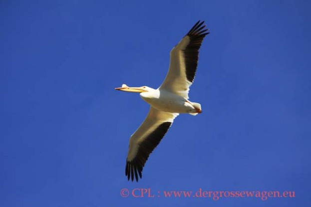 White_Pelican_(Nashornpelikan)_01