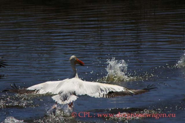 White_Pelican_(Nashornpelikan)_04