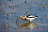 American_Avocet_(Saebelschnaebler)_01