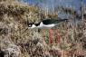 Black-necked_Stilt_(Stelzenlaeufer)_01