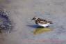 Sandpiper_(Schnepfenvogel)
