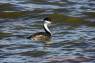 Western_Grebe