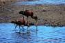 White-faced_Ibis_01