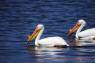 White_Pelican_(Nashornpelikan)_03