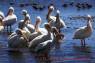 White_Pelican_(Nashornpelikan)_05