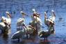 White_Pelican_(Nashornpelikan)_06