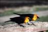 Yellow-headed_Blackbird_(Brillenstaerling)_02