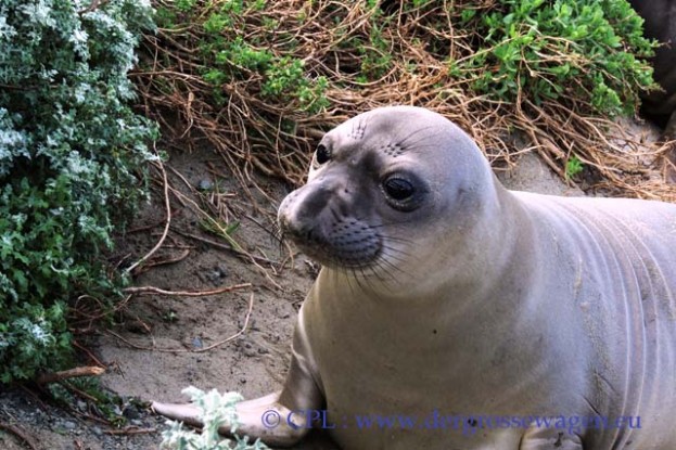 See-Elefant_Jungtier_Elephant_Seals_Pub_01