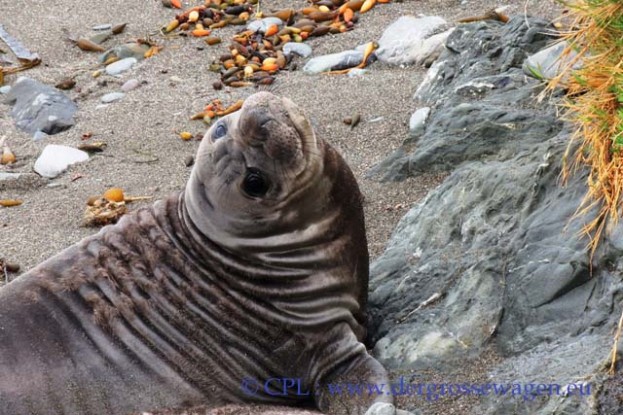 See-Elefant_Jungtier_Elephant_Seals_Pub_02