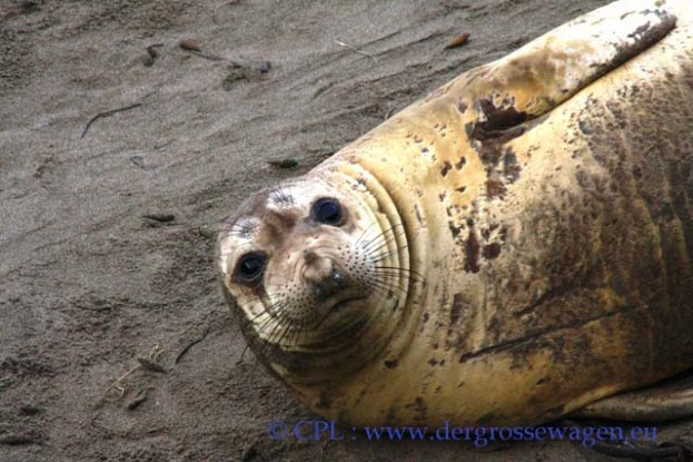 See-Elefant_Jungtier_Elephant_Seals_Pub_03