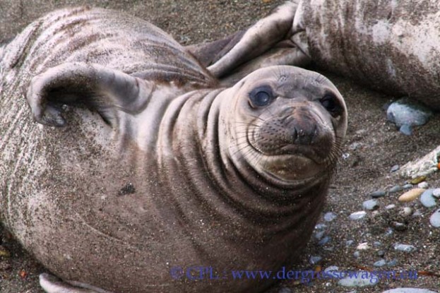 See-Elefant_Jungtier_Elephant_Seals_Pub_04