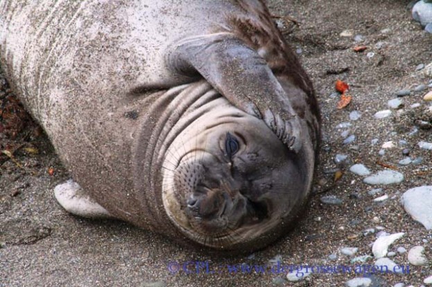 See-Elefant_Jungtier_Elephant_Seals_Pub_05