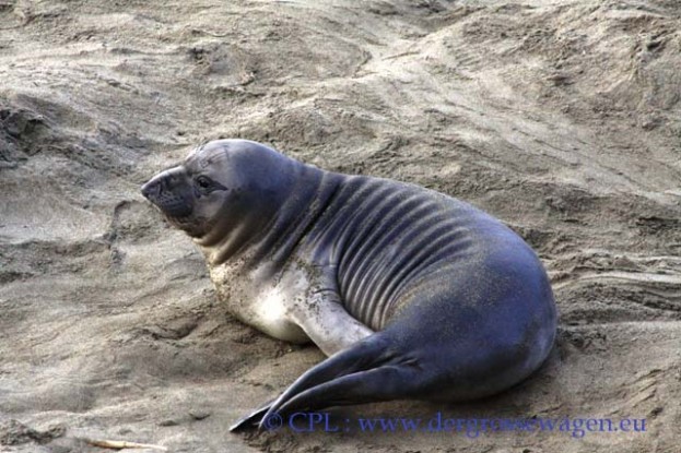 See-Elefant_Jungtier_Elephant_Seals_Pub_06