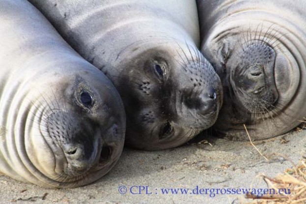 See-Elefant_Jungtier_Elephant_Seals_Pub_09