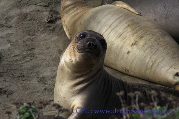 See-Elefant_Jungtier_Elephant_Seals_Pub_10