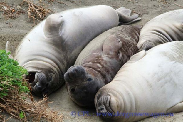 See-Elefant_Jungtier_Elephant_Seals_Pub_11
