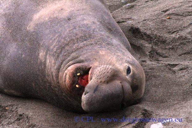 See-Elefanten_Bullen_04