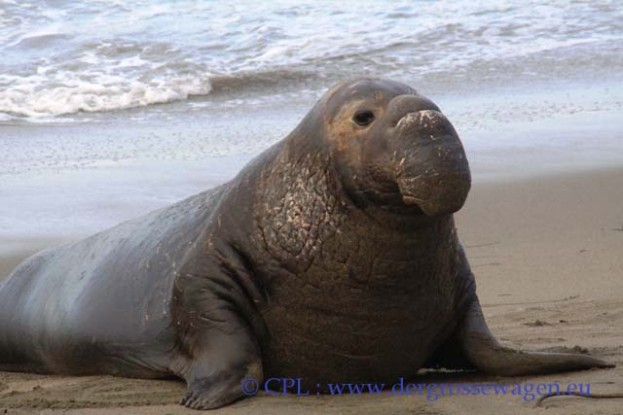 See-Elefanten_Bullen_07