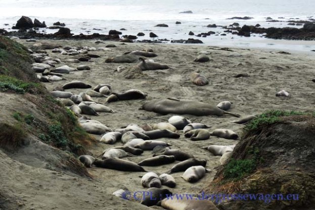 See-Elefanten_Elephant_Seals