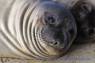 See-Elefant_Jungtier_Elephant_Seals_Pub_07