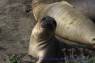 See-Elefant_Jungtier_Elephant_Seals_Pub_10